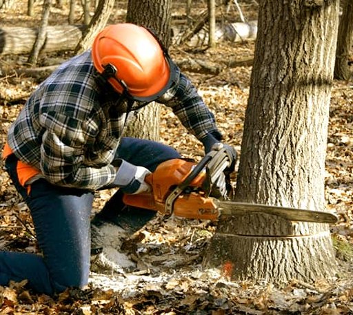 Tree Removal in Farmersville, TX
